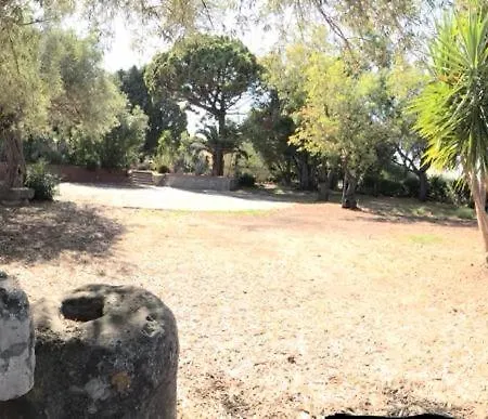 L'ulivo In Greco * Tindari