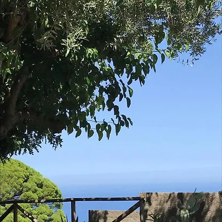 L'ulivo In Greco *