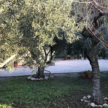 L'ulivo In Greco *