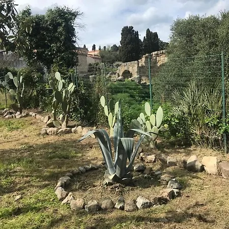 L'ulivo In Greco *