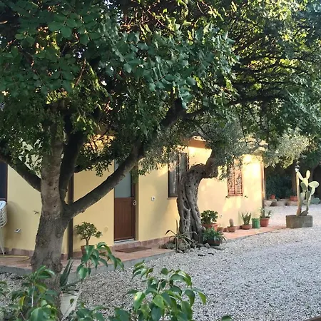 L'ulivo In Greco *