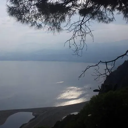 L'ulivo In Greco *