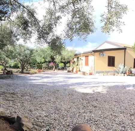 L'ulivo In Greco