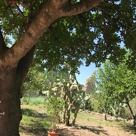 L'ulivo In Greco *