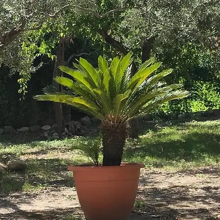 L'ulivo In Greco * Tindari