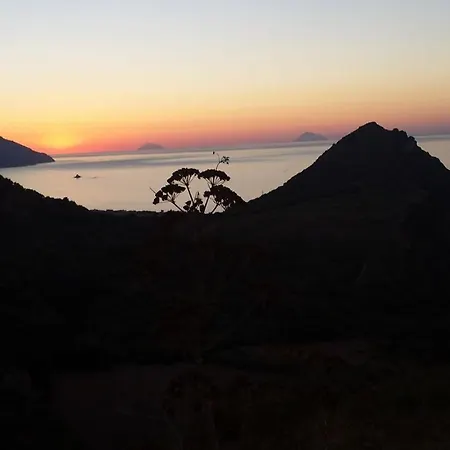 L'ulivo In Greco
