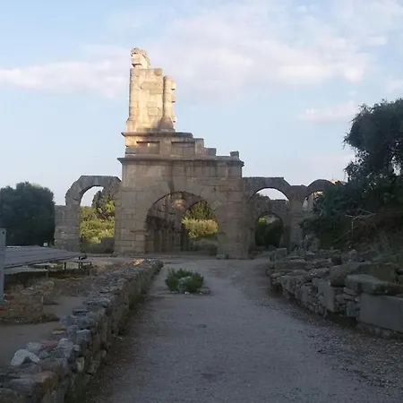 L'ulivo In Greco *