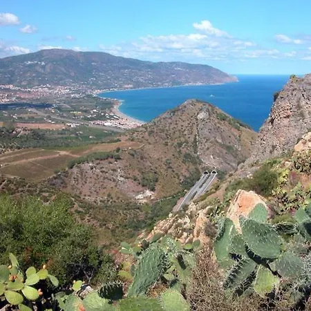 L'ulivo In Greco