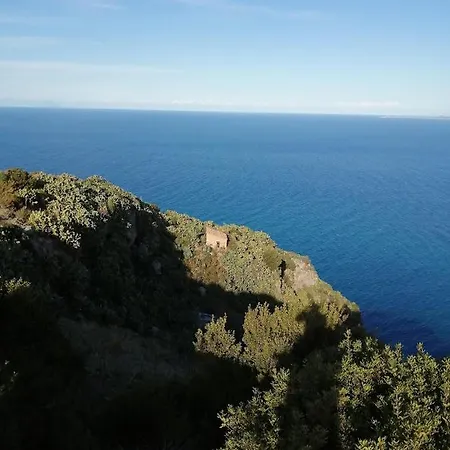 L'ulivo In Greco