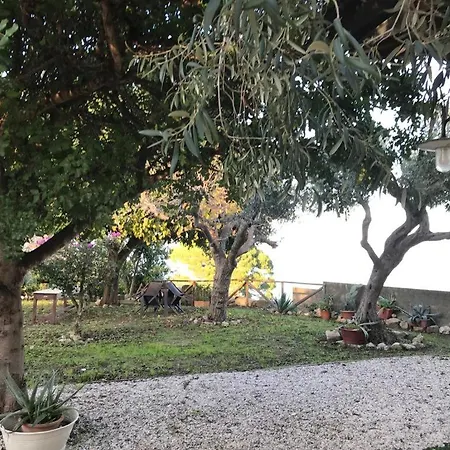 L'ulivo In Greco